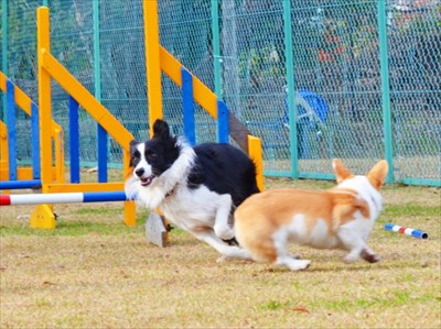 小型犬から大型犬まで楽しめるドッグラン利用時のマナー