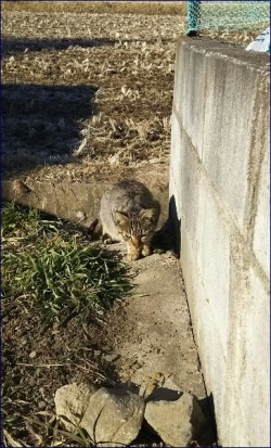 ねこ、きじとら