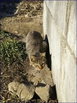 ねこ、きじとら