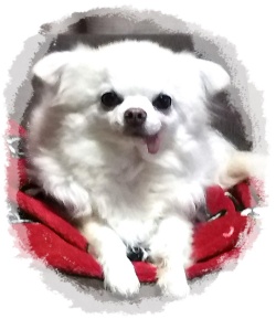 ポム