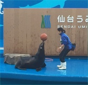 うみの杜水族館、あしか