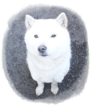 はるちゃん、北海道犬