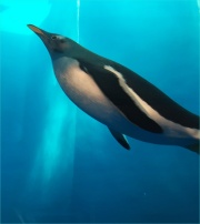 うみの杜水族館、まんぼう