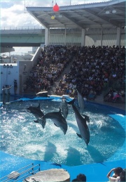 うみの杜水族館、イルカ