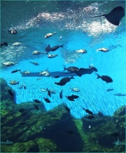 うみの杜水族館