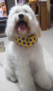 クリス、首クール