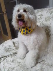 クリス、首クール