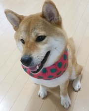 りんか、柴犬