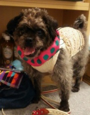 ウラン、首クール