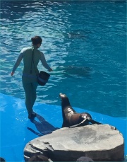 うみの杜水族館、あしか