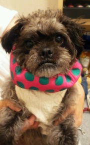 ウラン、首クール