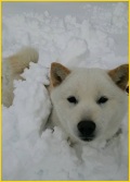 雪、はるちゃん